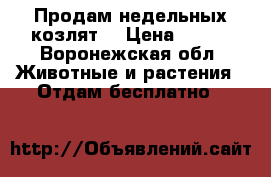 Продам недельных козлят. › Цена ­ 200 - Воронежская обл. Животные и растения » Отдам бесплатно   